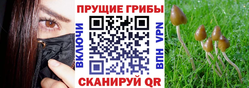 Галлюциногенные грибы Cubensis  где купить   Сухиничи 